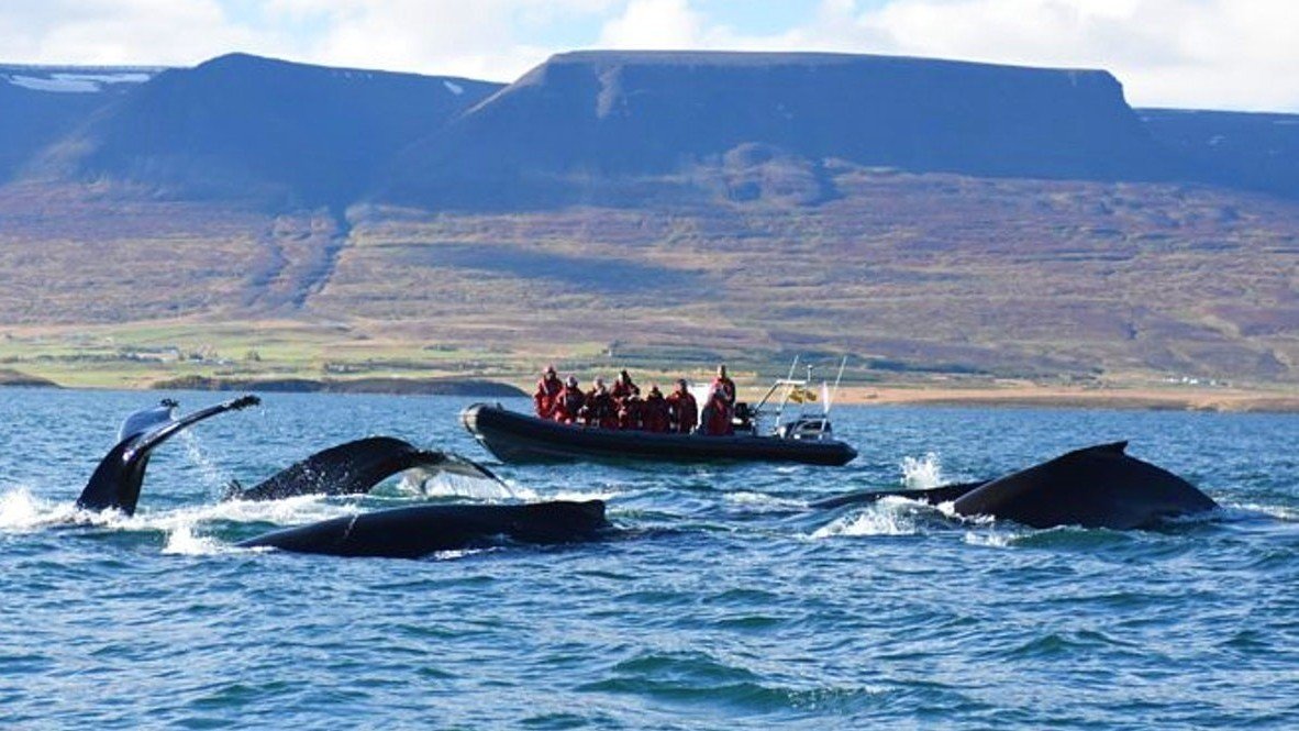 Iceland Cruise From UK 20242025 Best Iceland Cruise Deals